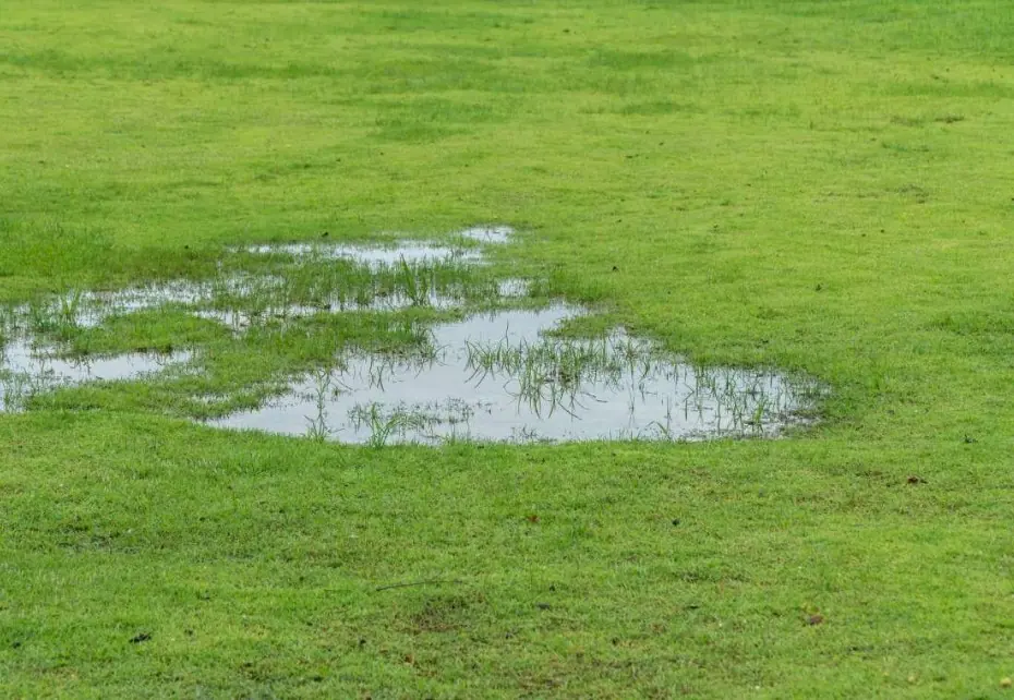 A defined low spot holding water in the middle of a lawn